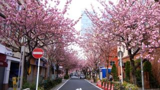 八重桜が綺麗でした