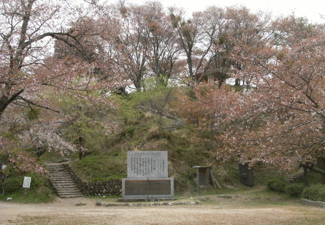 品種を書いたプレートなどもなく、展示園という感じがしない