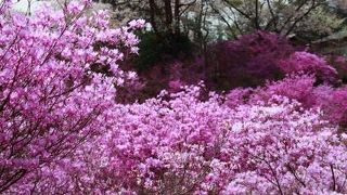 ミツバツツジの咲くころは見事！