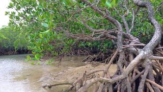 マングローブ
