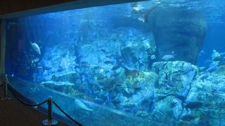 明るく綺麗な水族館