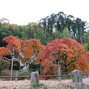 福島県で一番遅い紅葉？