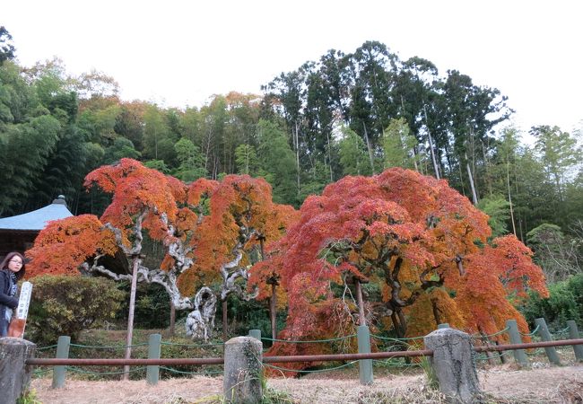 福島県で一番遅い紅葉？