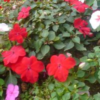 敷地内は花や木が多い