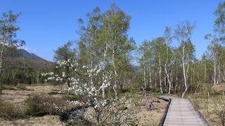 白樺林が爽やか