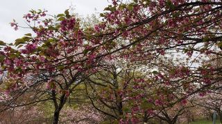 通り抜けの桜2014年