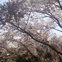 もひとつ桜！