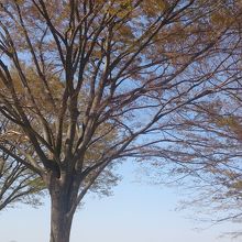 どこ見ても桜！