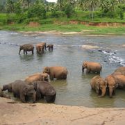 ピンナワラの象の孤児院 （Pinnawela Elephant Orphanage）