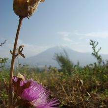 ホテル近くの草原から眺める朝の大アララト山