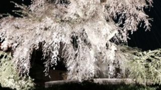 しだれ桜が美しい