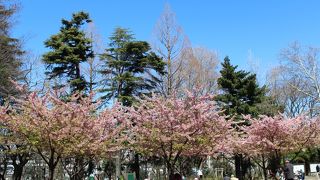 河津桜の花見が出来ます