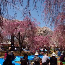 広場の芝生は、お花見する人々で賑やか