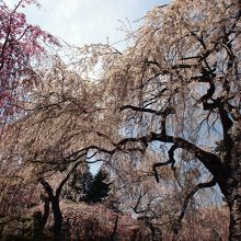 枝垂れ桜の種類も色々なので、咲く時期もやや異なる