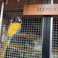 オームらしき鳥をオリの外も含め6羽いました。