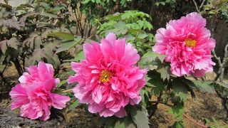 のんびりお庭散策