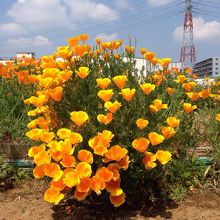 畑。マンションとマンションの間に