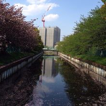 海神川 八重桜が満開