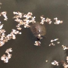 海神川に亀とメダカがいた！