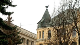 屋根のてっぺんに猫が？？