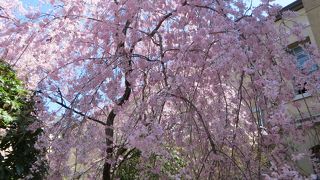 中庭の桜が満開。美しい。