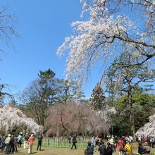 平日でしたが花見客が大勢。