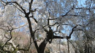 近衞邸跡の枝垂れ桜は見事。