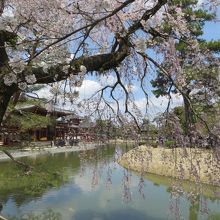 枝垂れ桜が満開。