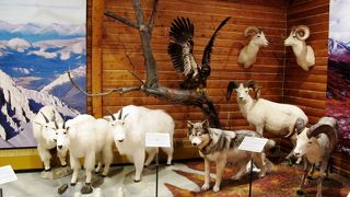 ユーコンの歴史と生物を展示した小さな博物館、冬期でも通常営業しています