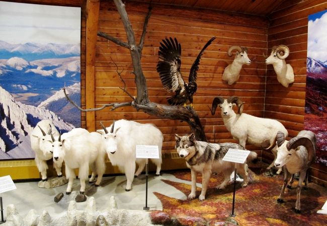 ユーコンの歴史と生物を展示した小さな博物館、冬期でも通常営業しています
