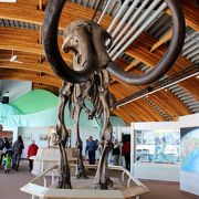 ベーリング地峡と氷河期の動植物に関する博物館、冬期は週2日しか開館していません