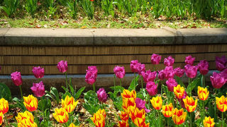 チューリップと横浜公園
