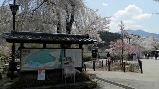 とにかく桜が綺麗ですね♪