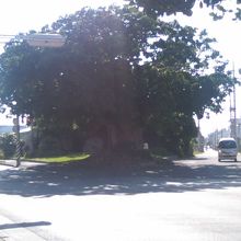 暑い日も根元に貴重な木陰を提供してくれる名木です！