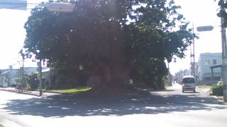 道路脇に威風堂々と生えている巨木でした