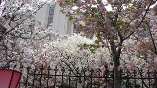 八重桜が美しい