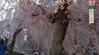 かまがわ 川床 桜まつり