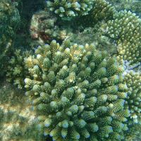 元気なサンゴちゃん