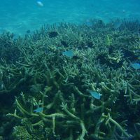 水上ヴィラ近くのサンゴ