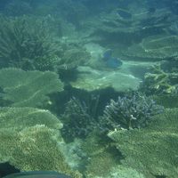 シュノーケルエリアの立派なテーブルサンゴ