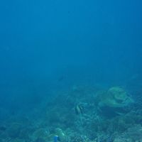 ハウスリーフを抜けるとドロップオフが！