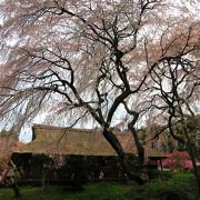 しだれ桜