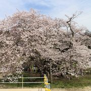 見事な桜でした