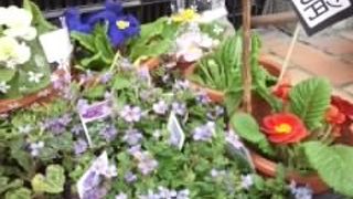 ポンポンデイジー