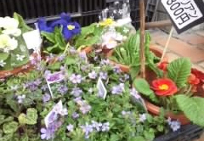 ポンポンデイジー クチコミ アクセス 営業時間 堺 フォートラベル