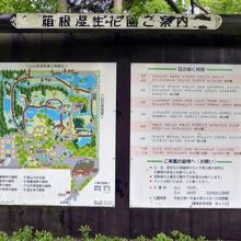 箱根湿生花園ご案内