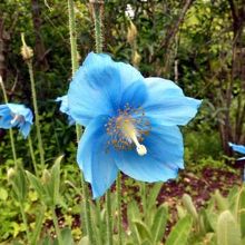 ブルーポピー　