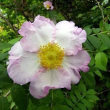 山椒薔薇（サンショウバラ）　