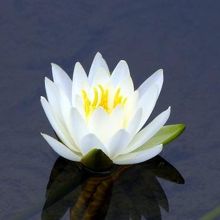 睡蓮（スイレン）