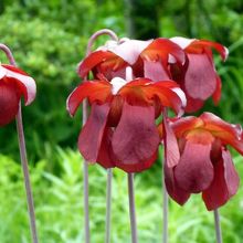 紅花沢桔梗（ベニバナサワキキョウ）